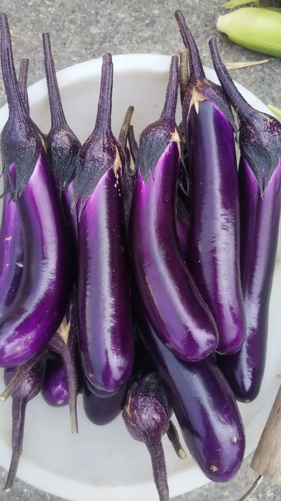 玉林五彩田园果蔬，摘不完，根本摘不完。