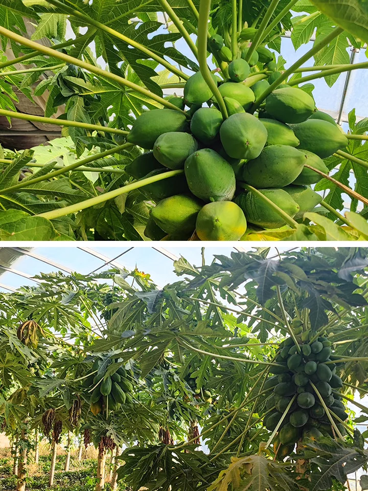 南果北种：在北方温室大棚也能种出“蕉绿”