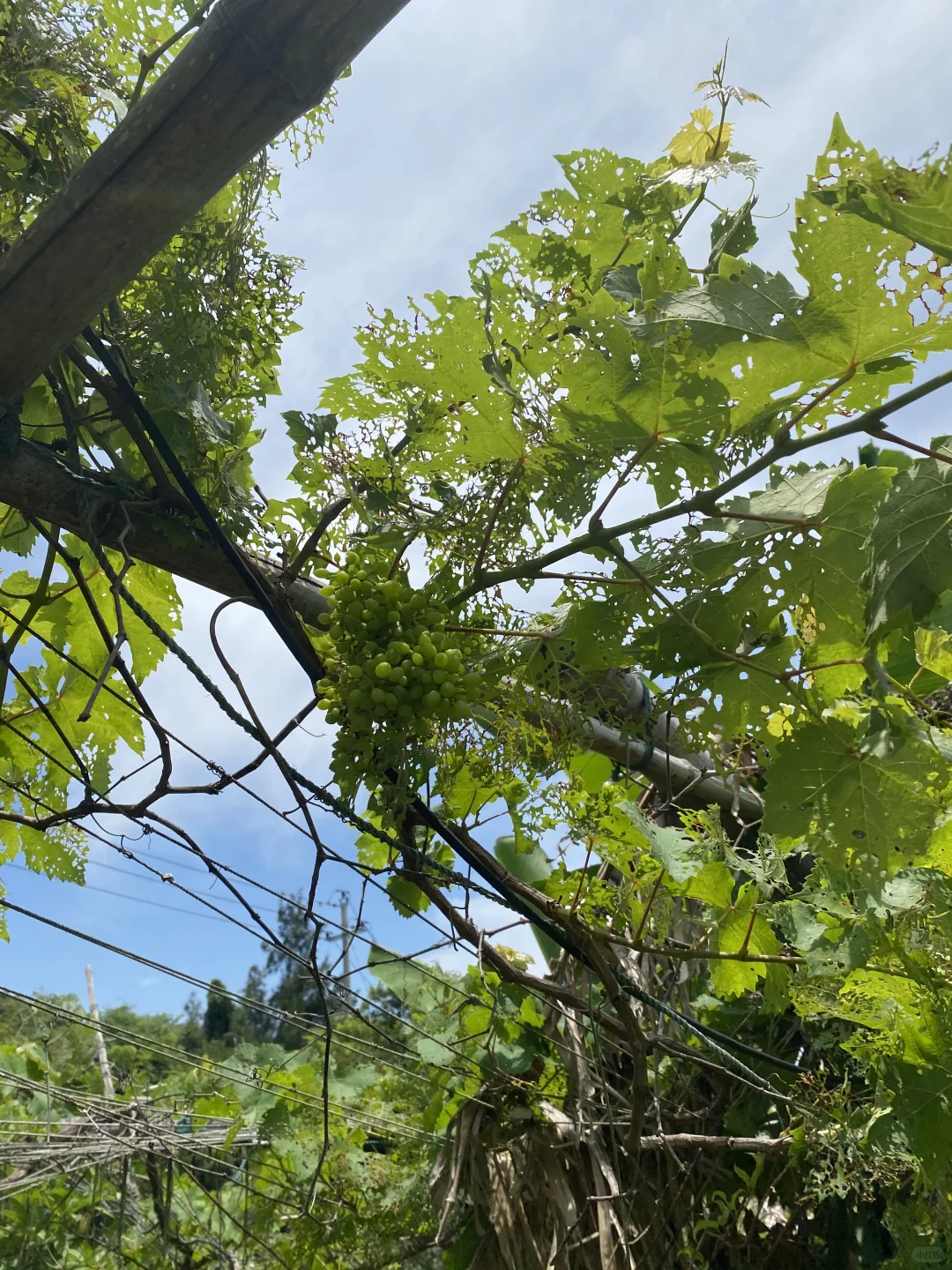 夏日种植-果蔬