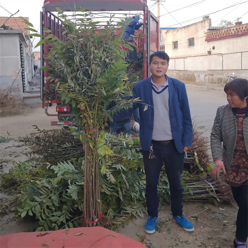 高抗病水蜜桃苹果苗，打造高效种植模式？