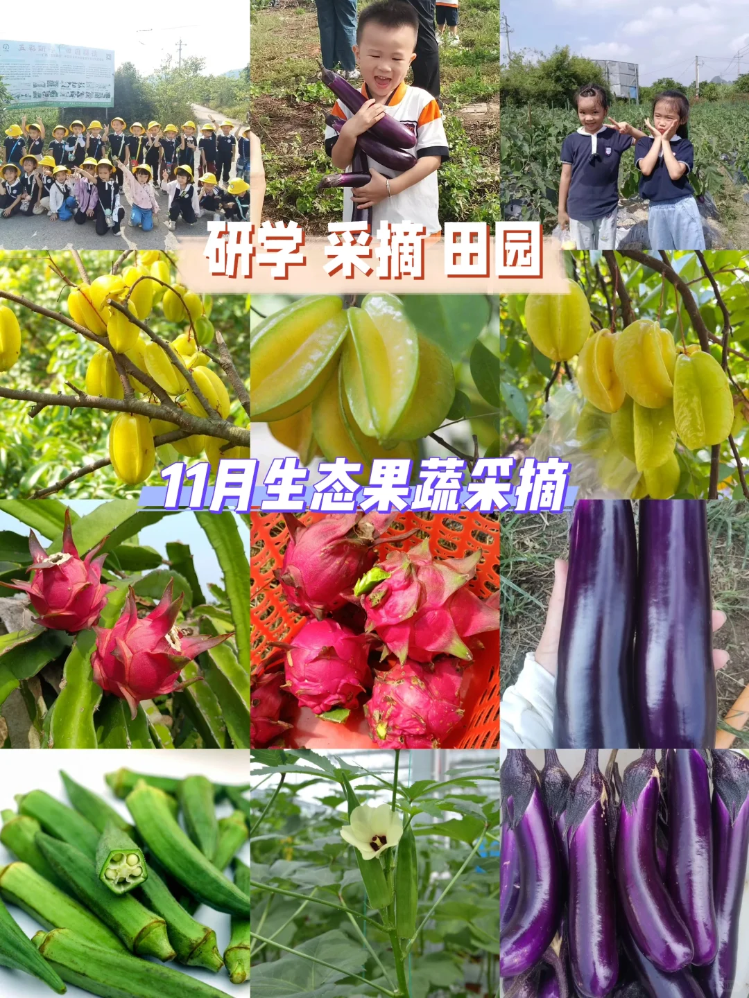 玉林五彩田园果蔬，摘不完，根本摘不完。