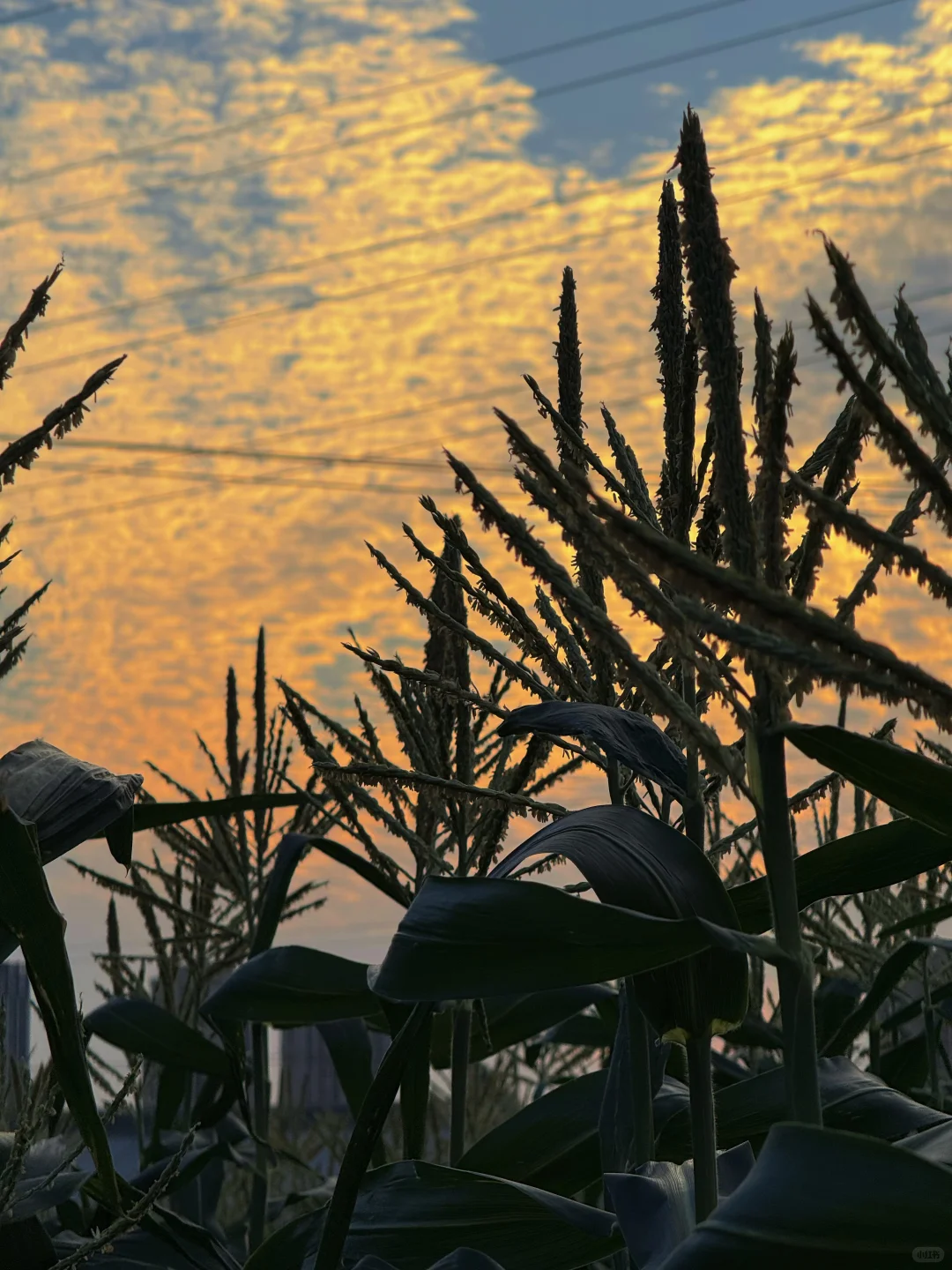 厦门周边游｜翔安这片宝藏玉米地好玩又出片～