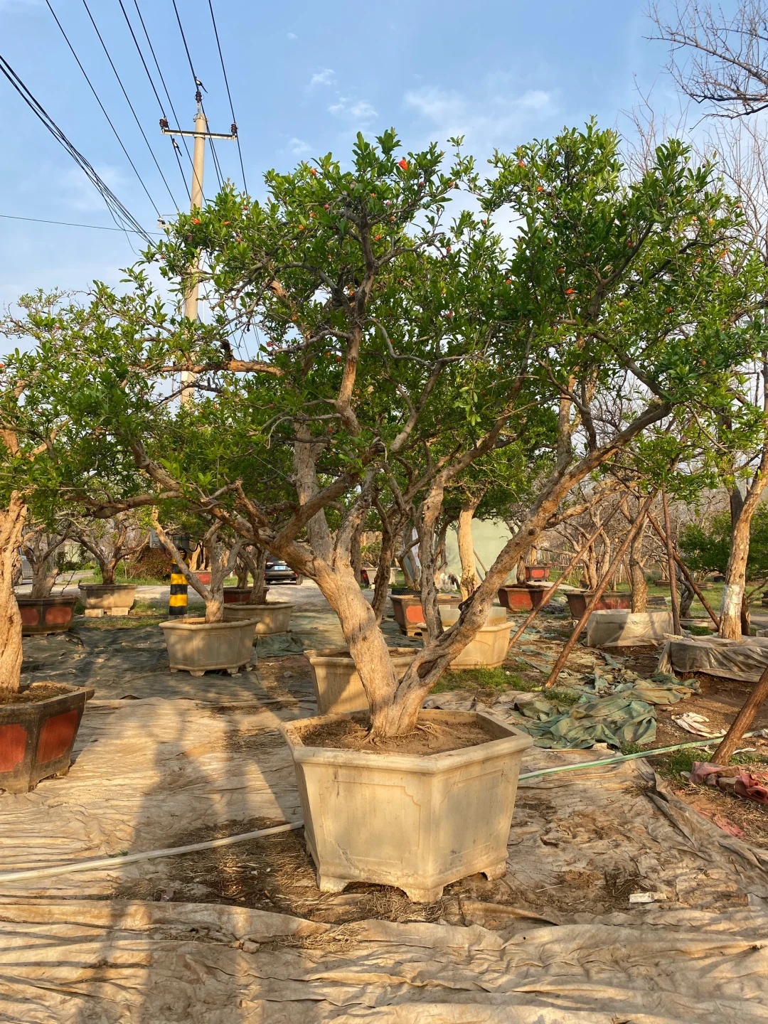 精品大红袍石榴树