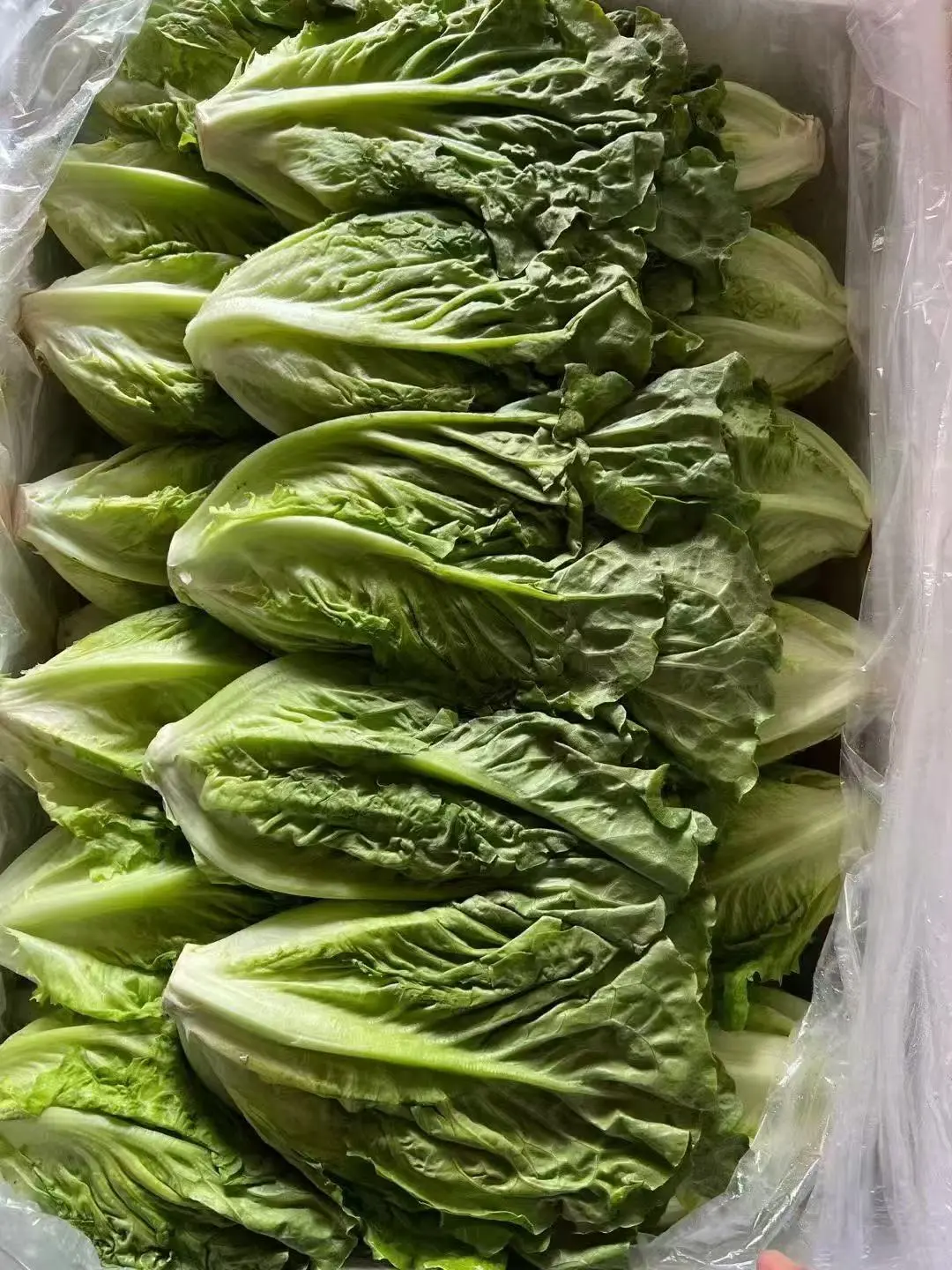 2025年11月14日穗虔优农蔬菜批发价格