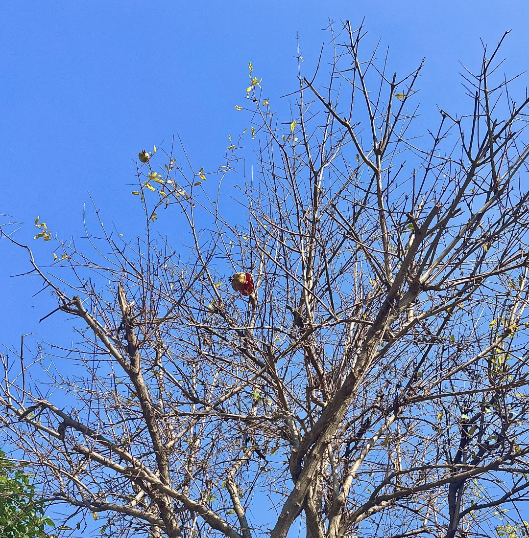 深秋也不过一棵树