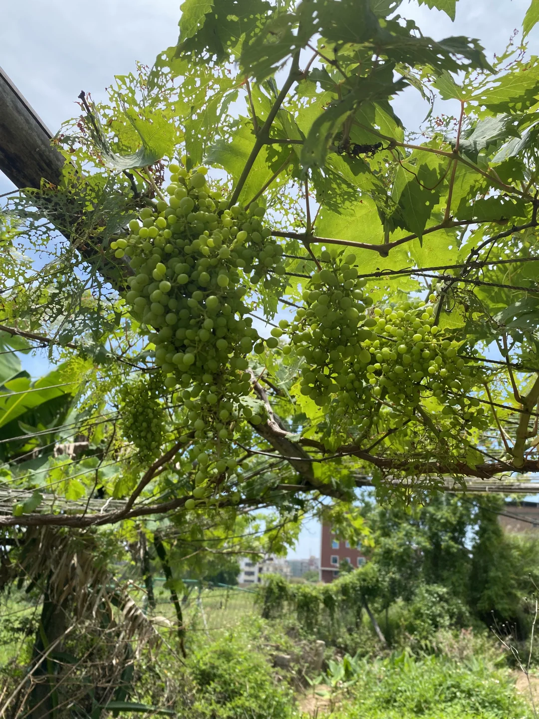 夏日种植-果蔬