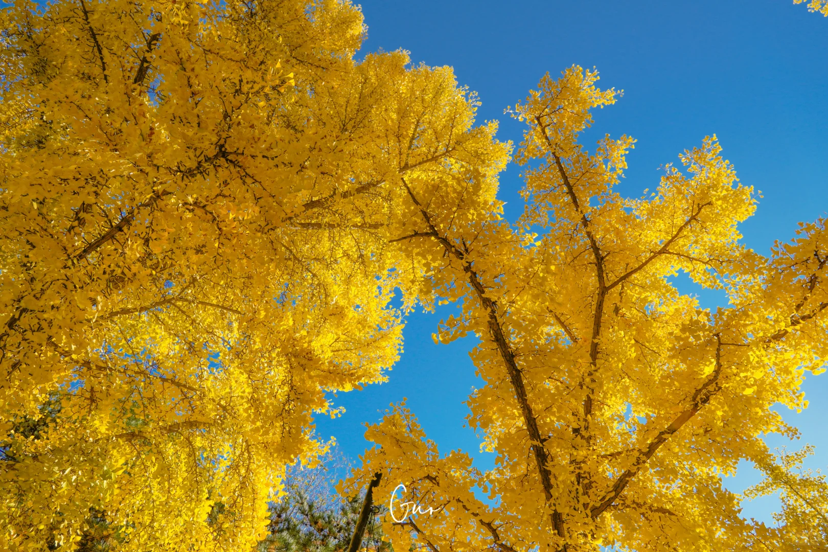 留住秋天的一百种方式