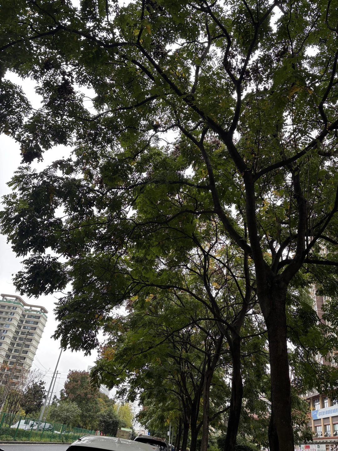 今天的树好美啊?