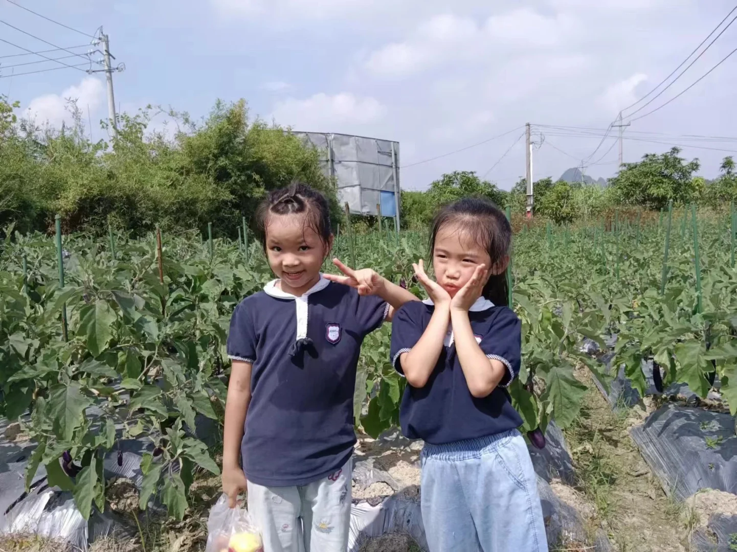 玉林五彩田园果蔬，摘不完，根本摘不完。