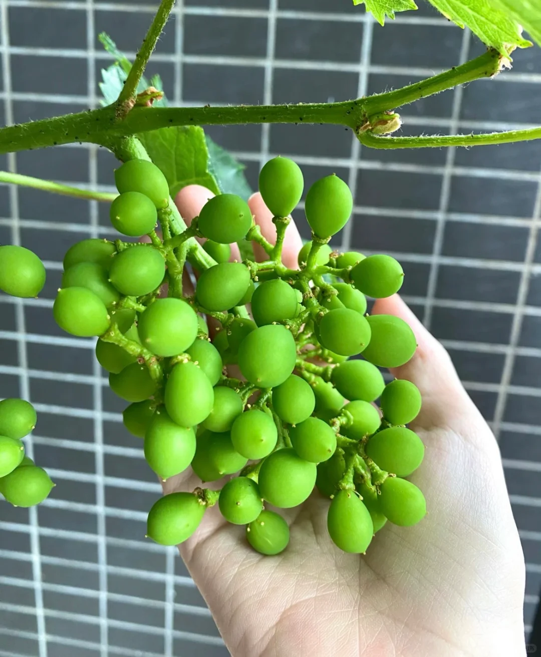 ?非常适合在家里种的几款水果? ?