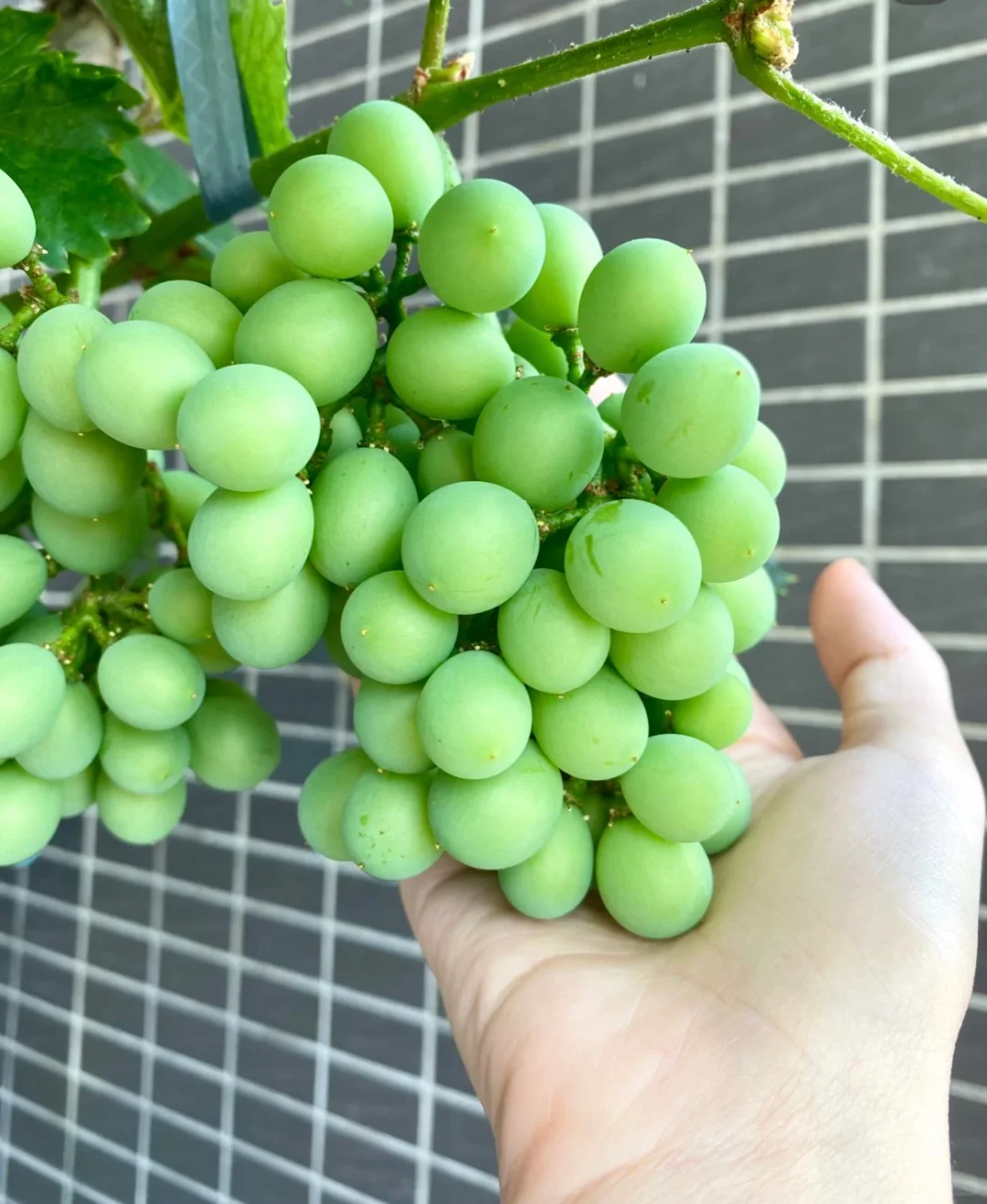 ?非常适合在家里种的几款水果? ?