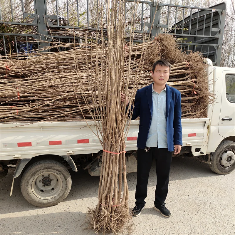 蓝莓苗，高端蓝莓种植的高效投资选择