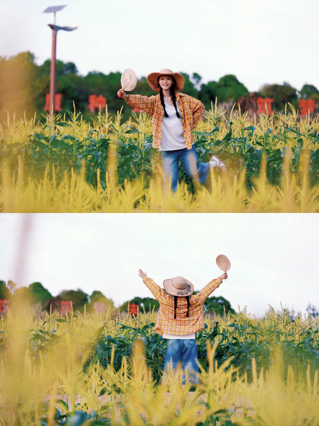 厦门周边游｜翔安这片宝藏玉米地好玩又出片～