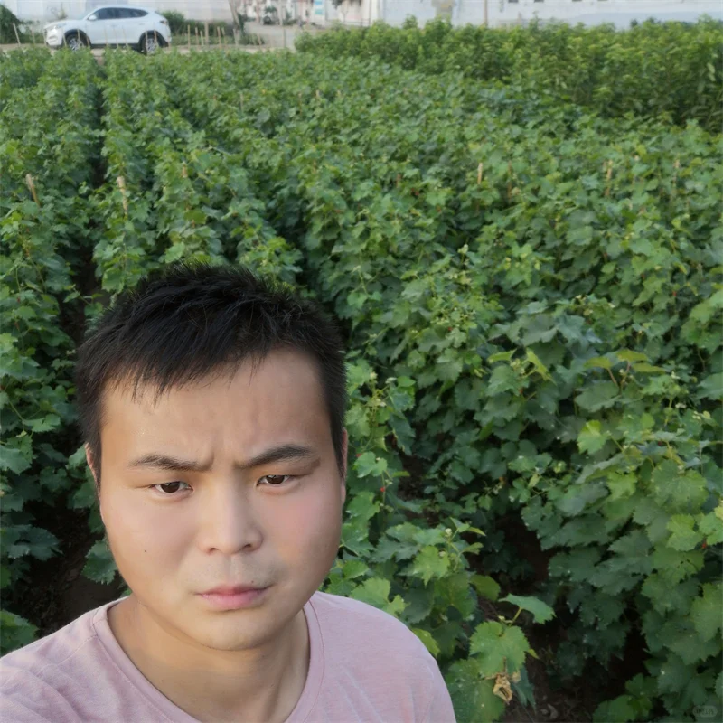 蓝莓苗，高端蓝莓种植的高效投资选择