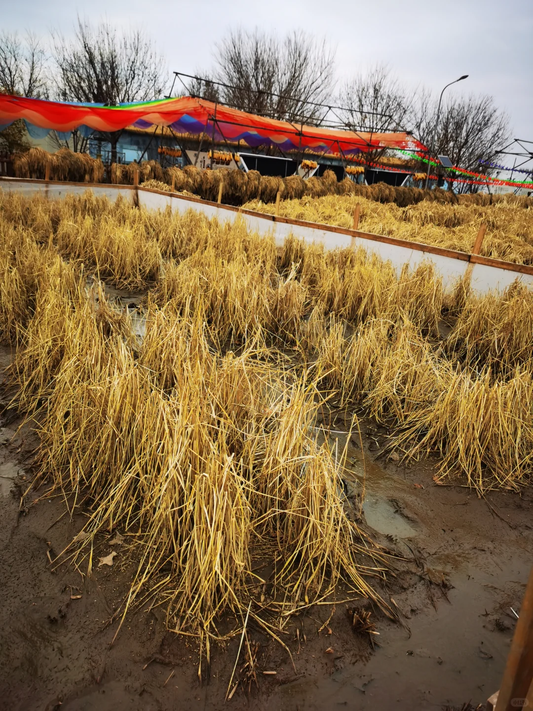 通州潞城遛娃可以去！