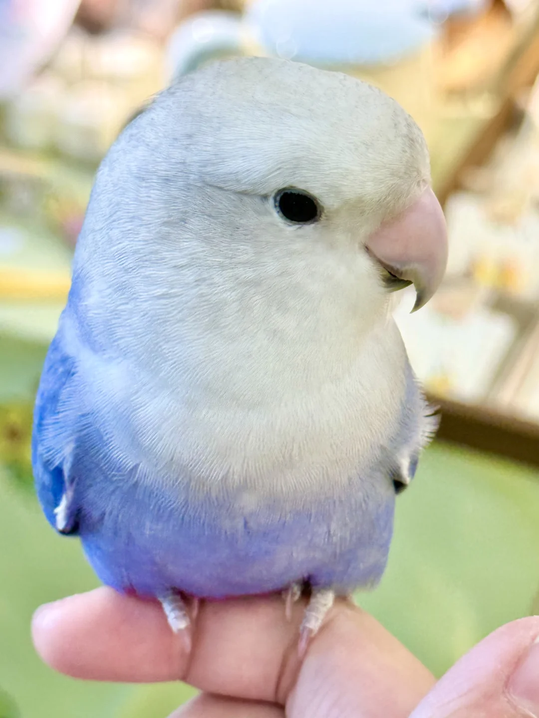 南京宠物博览会｜感谢各位鸟宝们光顾?