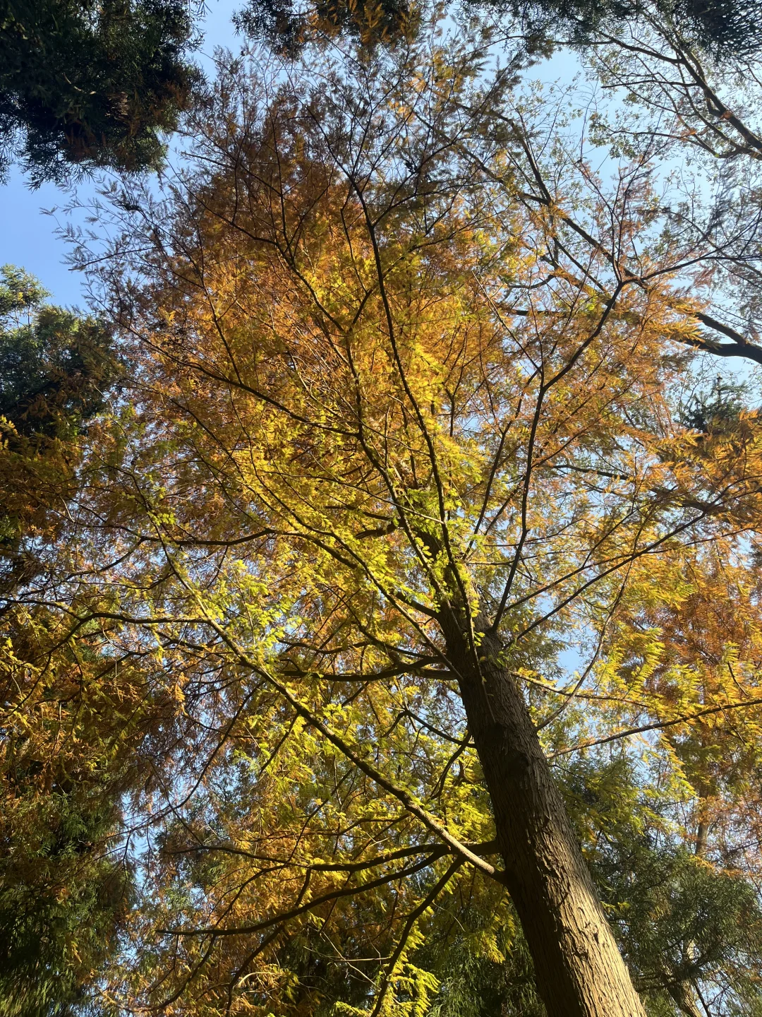 深秋也不过一棵树