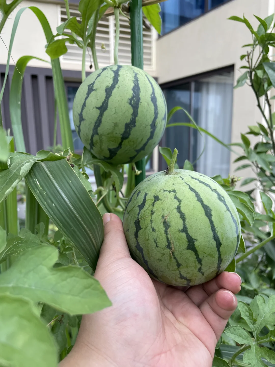 水果成熟季