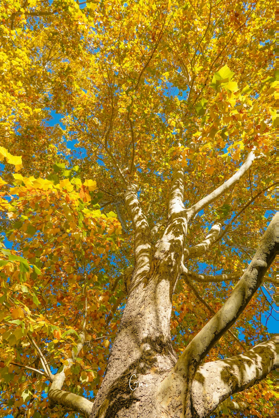 留住秋天的一百种方式