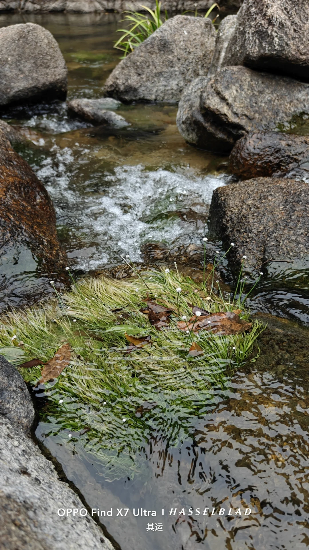 广东原生龟鳖调查(Day 13)