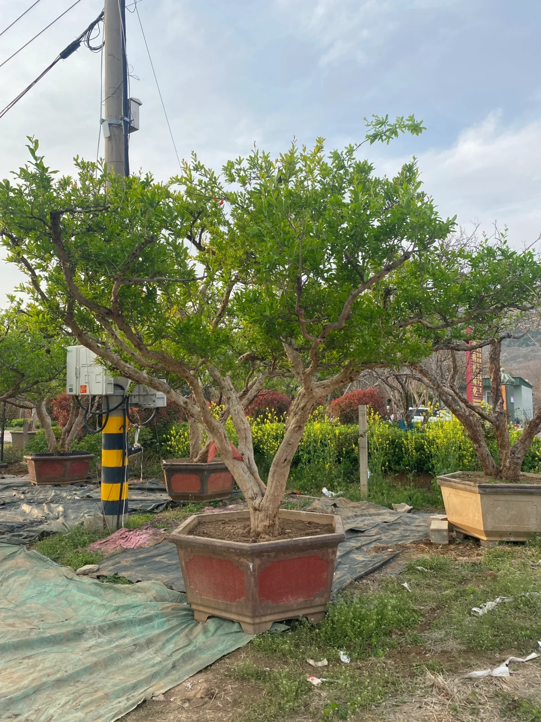 精品大红袍石榴树