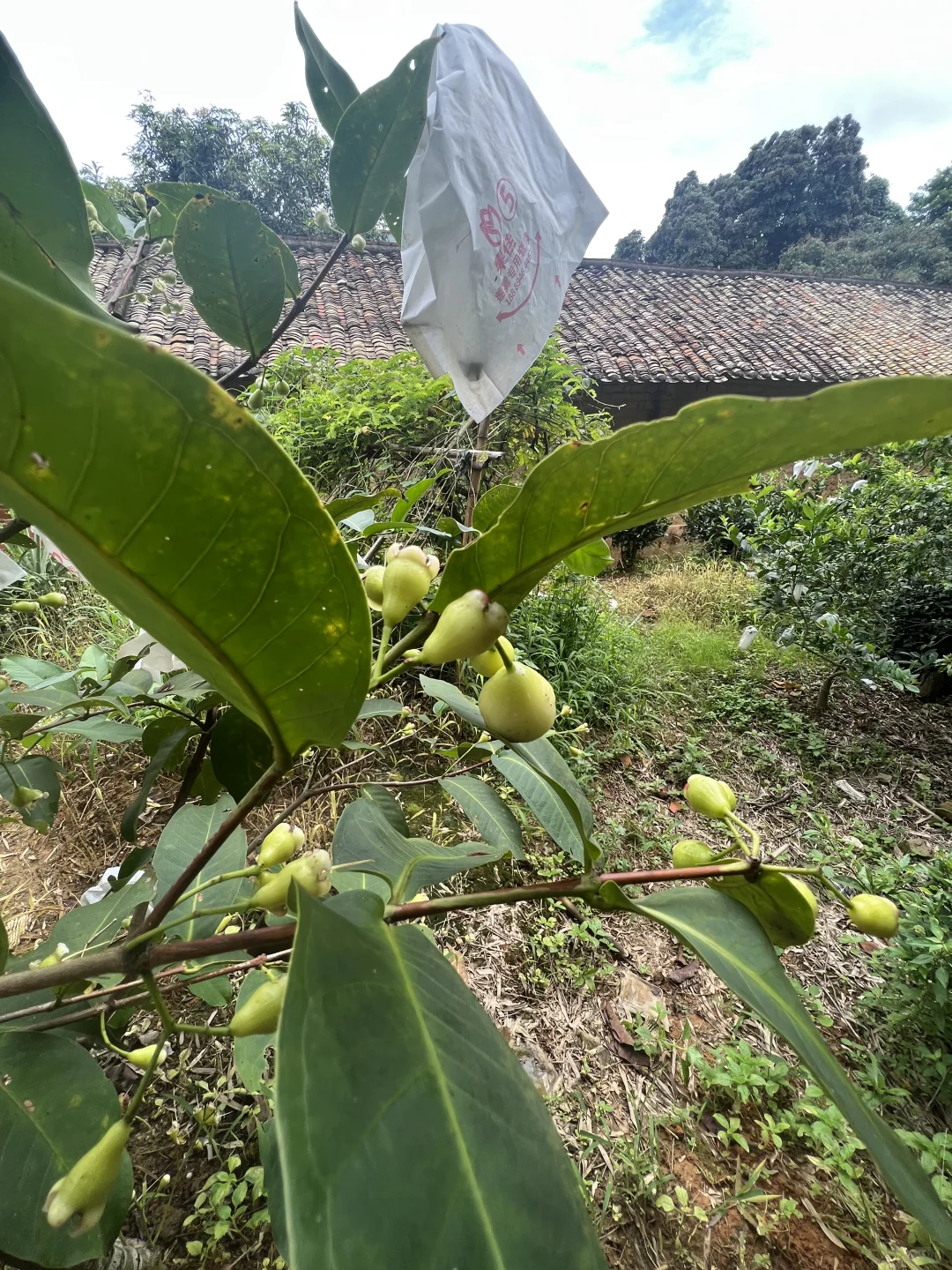 丰收的季节～各种水果