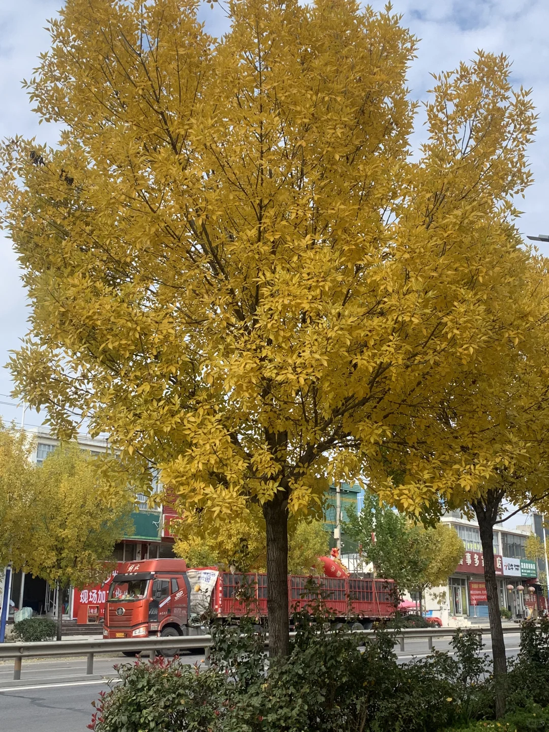 小镇上这个绿化树这个季节真的超级好看！