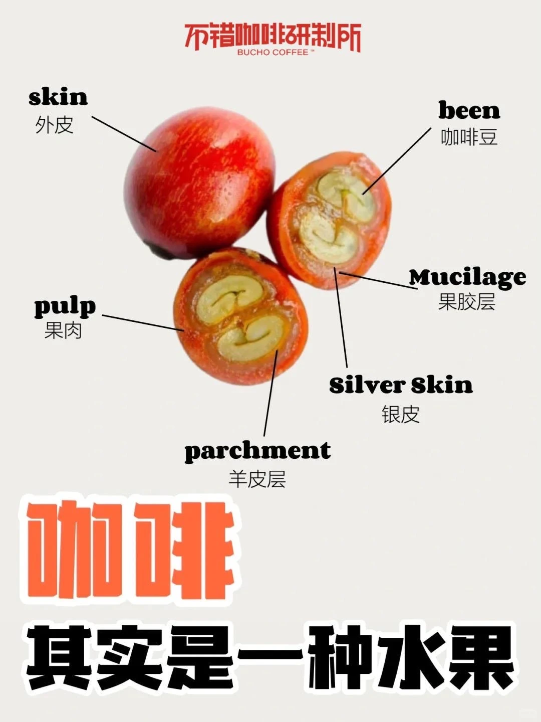 咖啡其实是一种水果｜咖啡知识分享