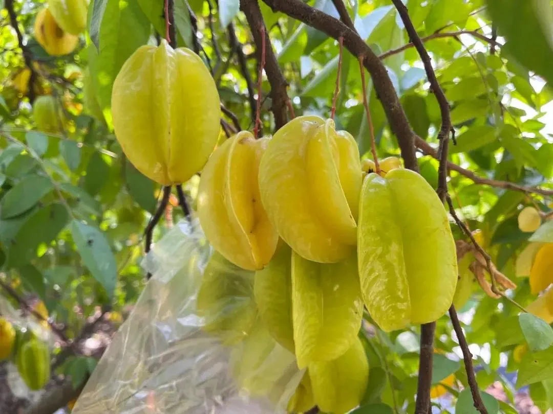 玉林五彩田园果蔬，摘不完，根本摘不完。