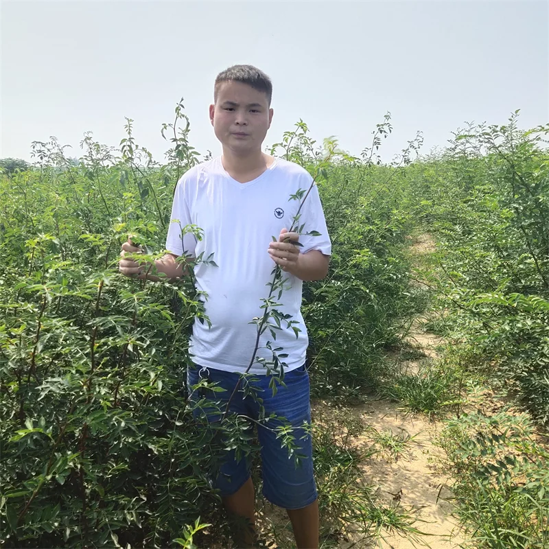 蓝莓苗，高端蓝莓种植的高效投资选择