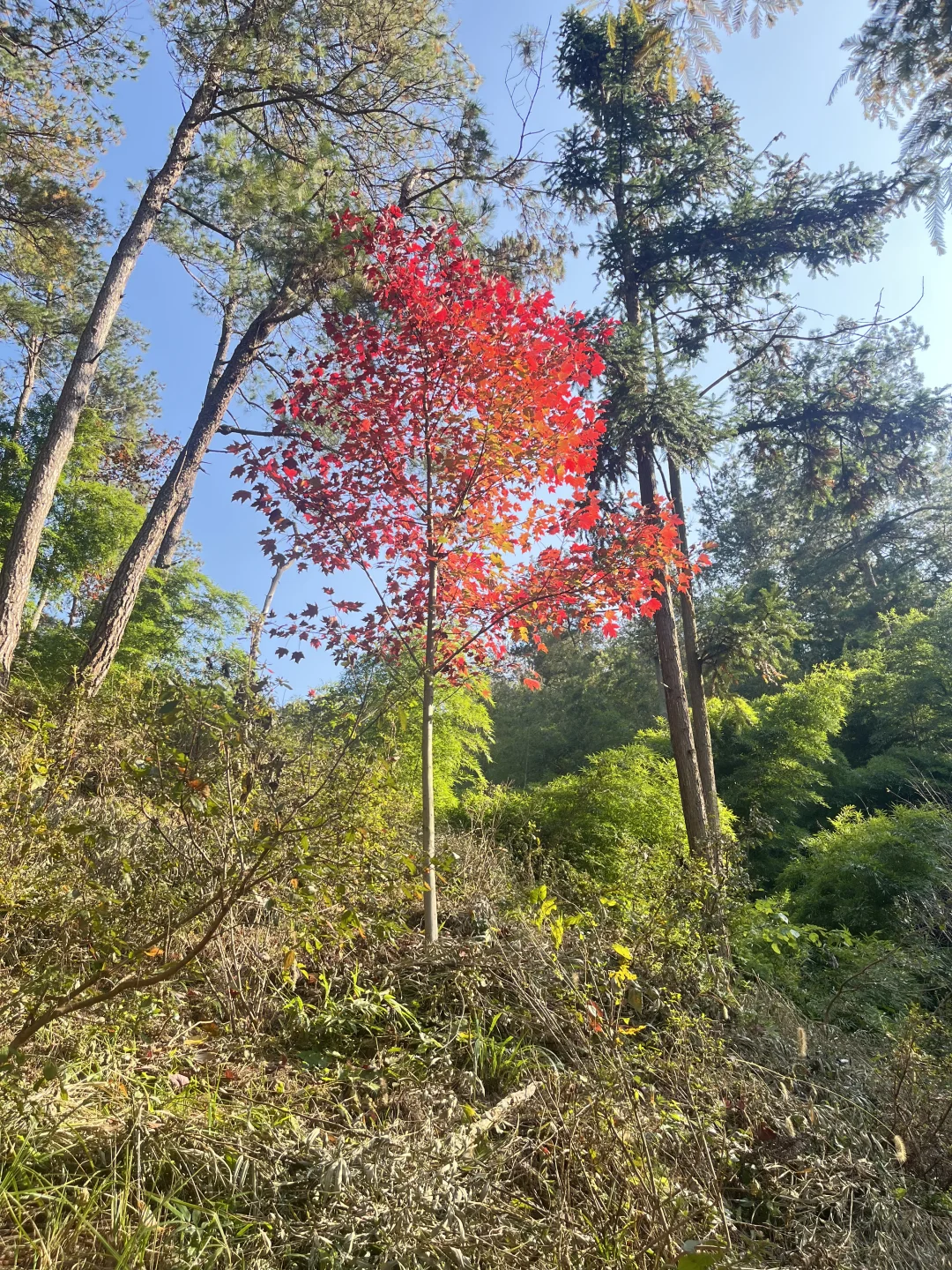 深秋也不过一棵树