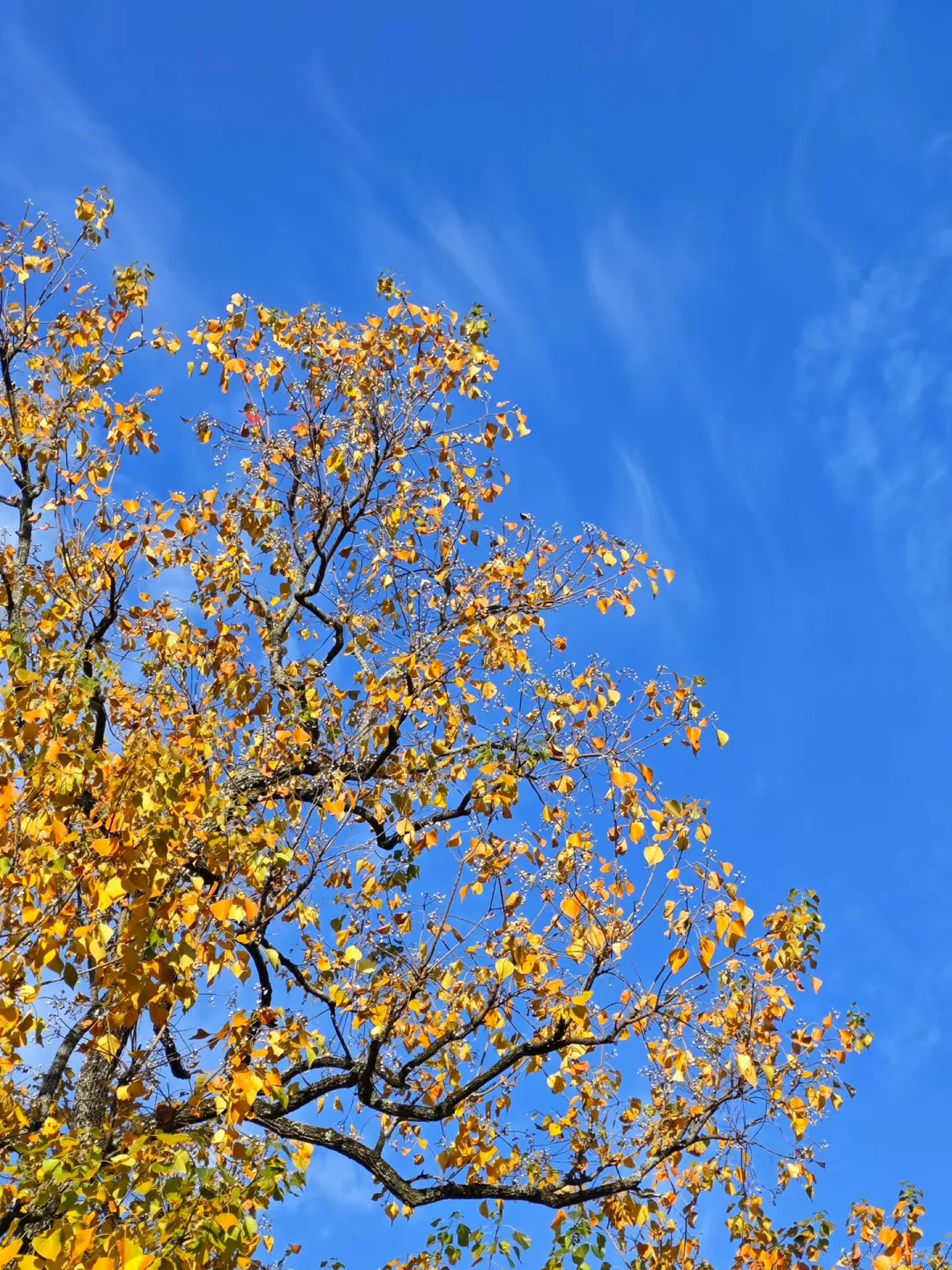 交换你拍的深秋的树?