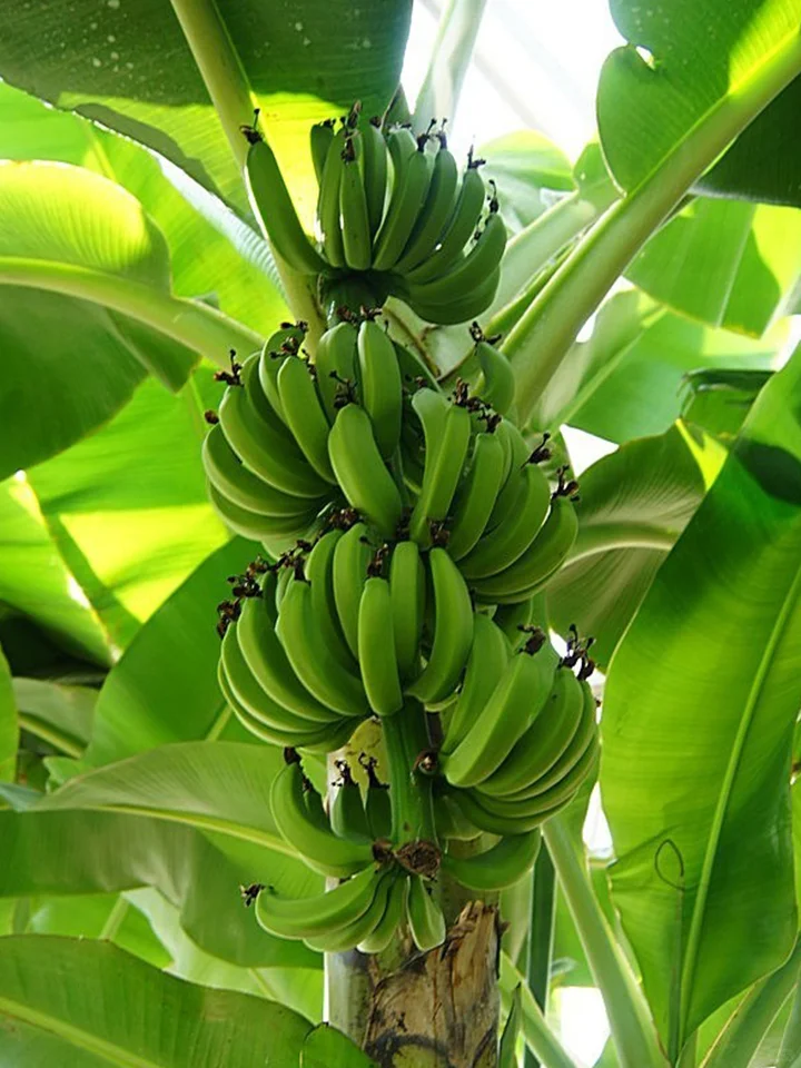 南果北种：在北方温室大棚也能种出“蕉绿”