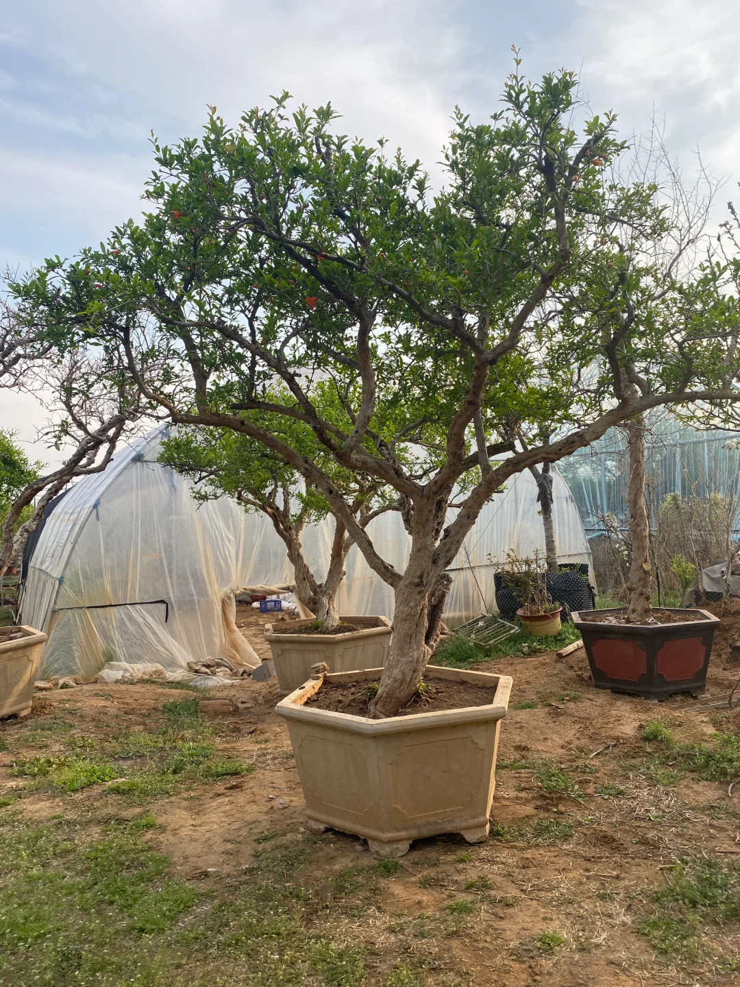 精品大红袍石榴树