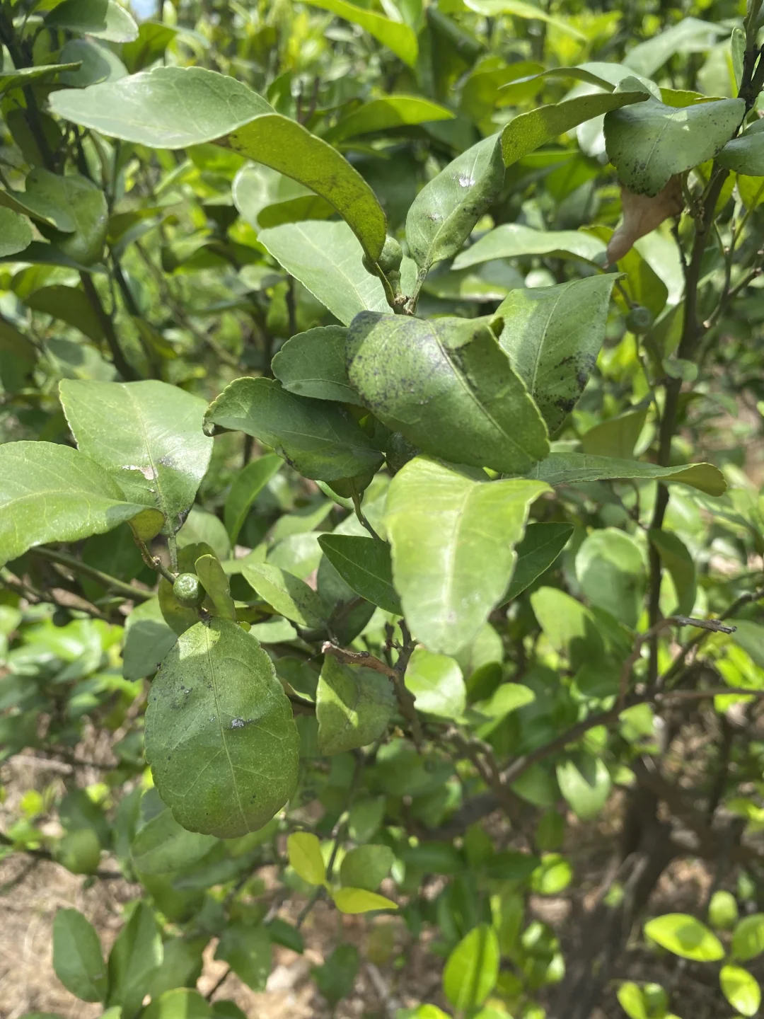 夏日种植-果蔬