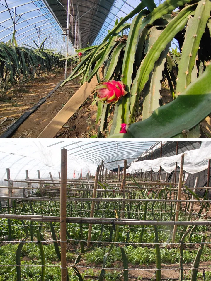 南果北种：在北方温室大棚也能种出“蕉绿”