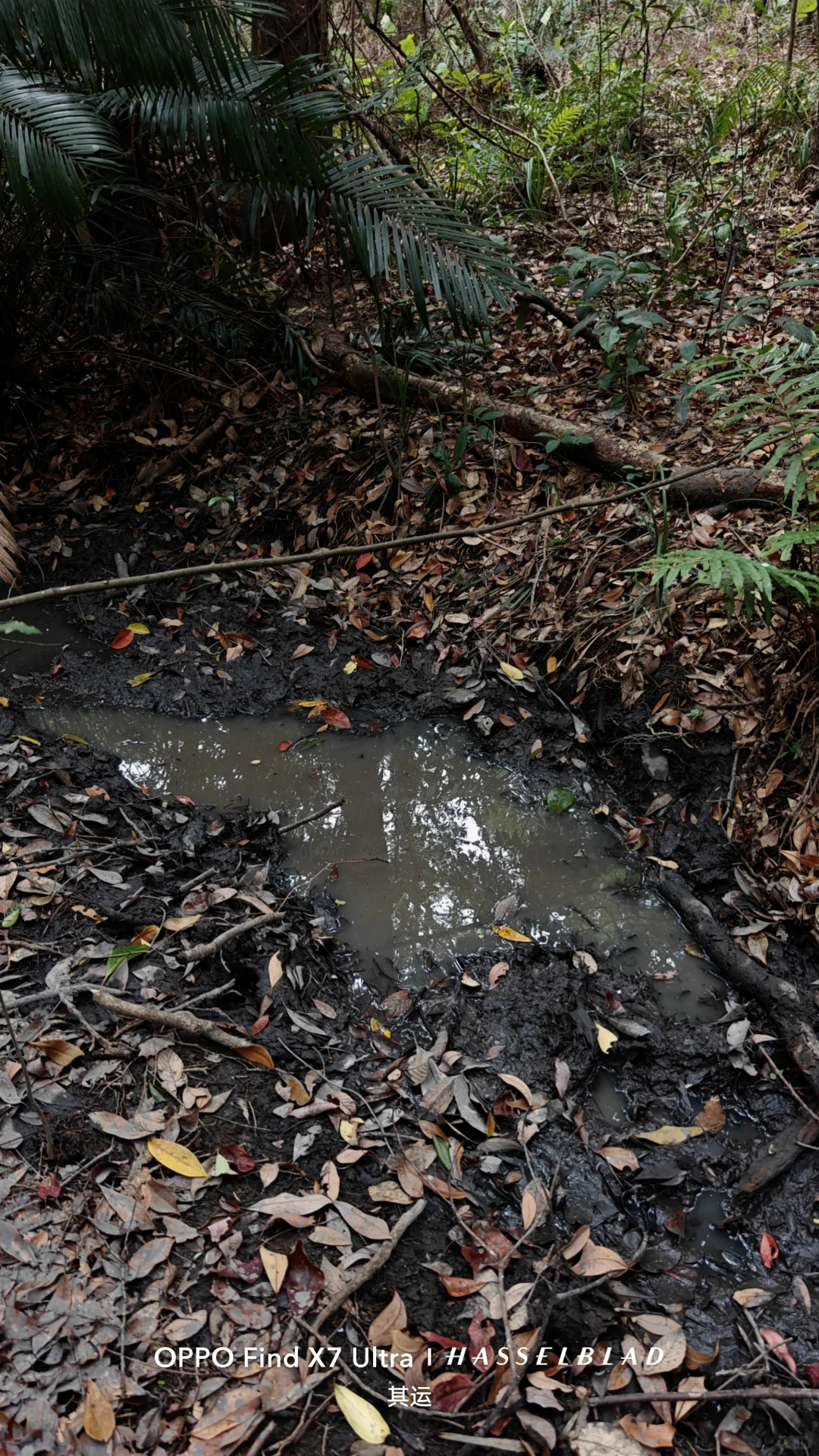 广东原生龟鳖调查(Day 13)