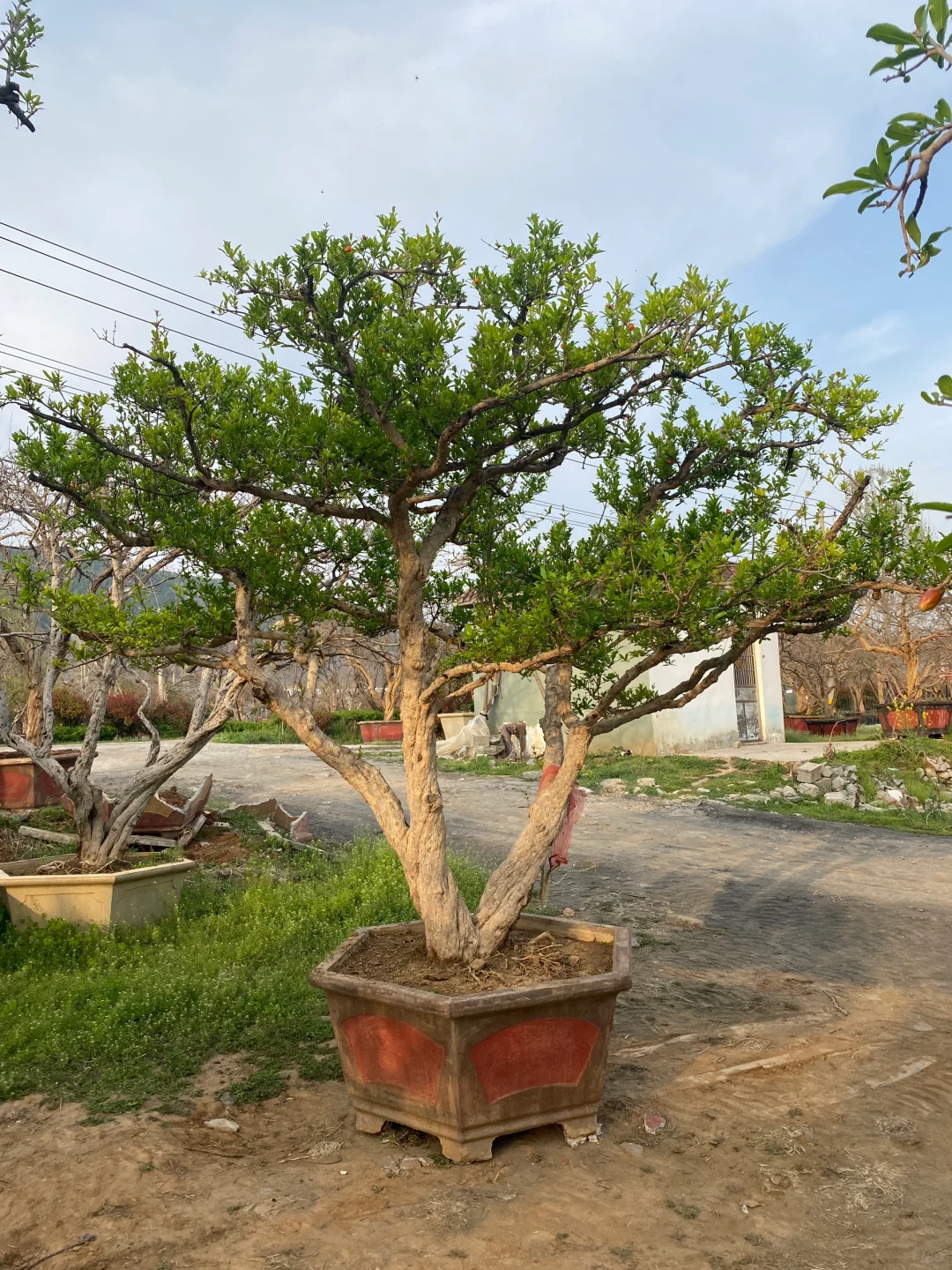 精品大红袍石榴树