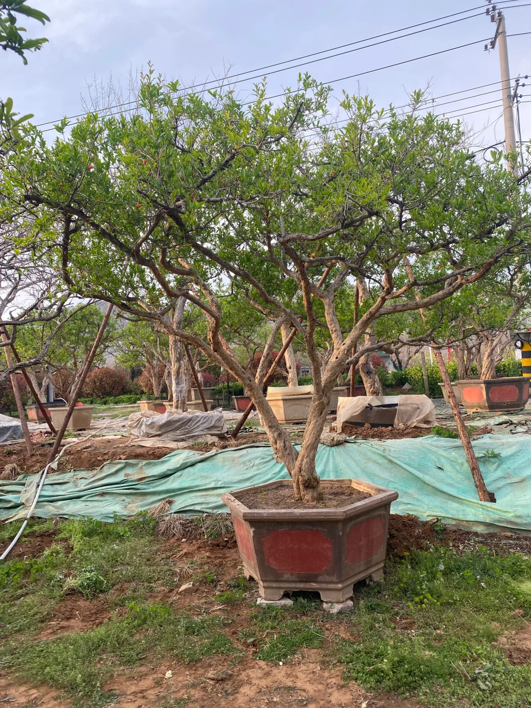 精品大红袍石榴树