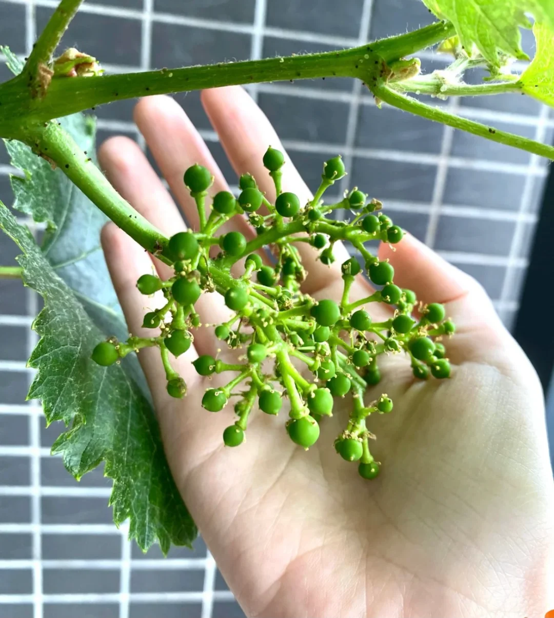 ?非常适合在家里种的几款水果? ?