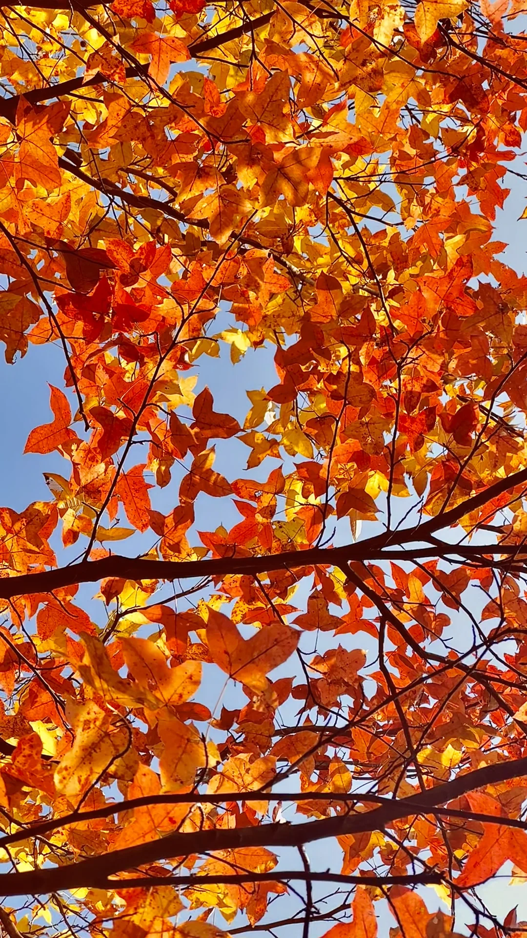 没有捡到菌子忙着看树叶去了?