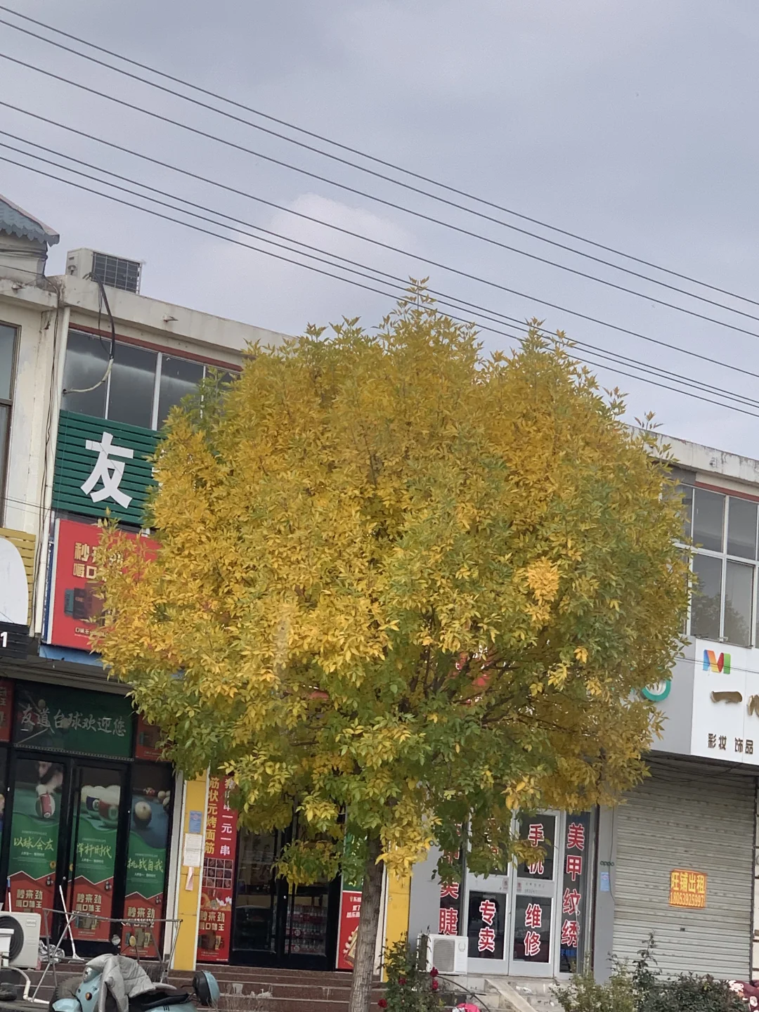 小镇上这个绿化树这个季节真的超级好看！