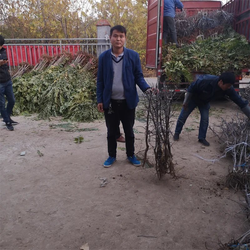 蓝莓苗，高端蓝莓种植的高效投资选择