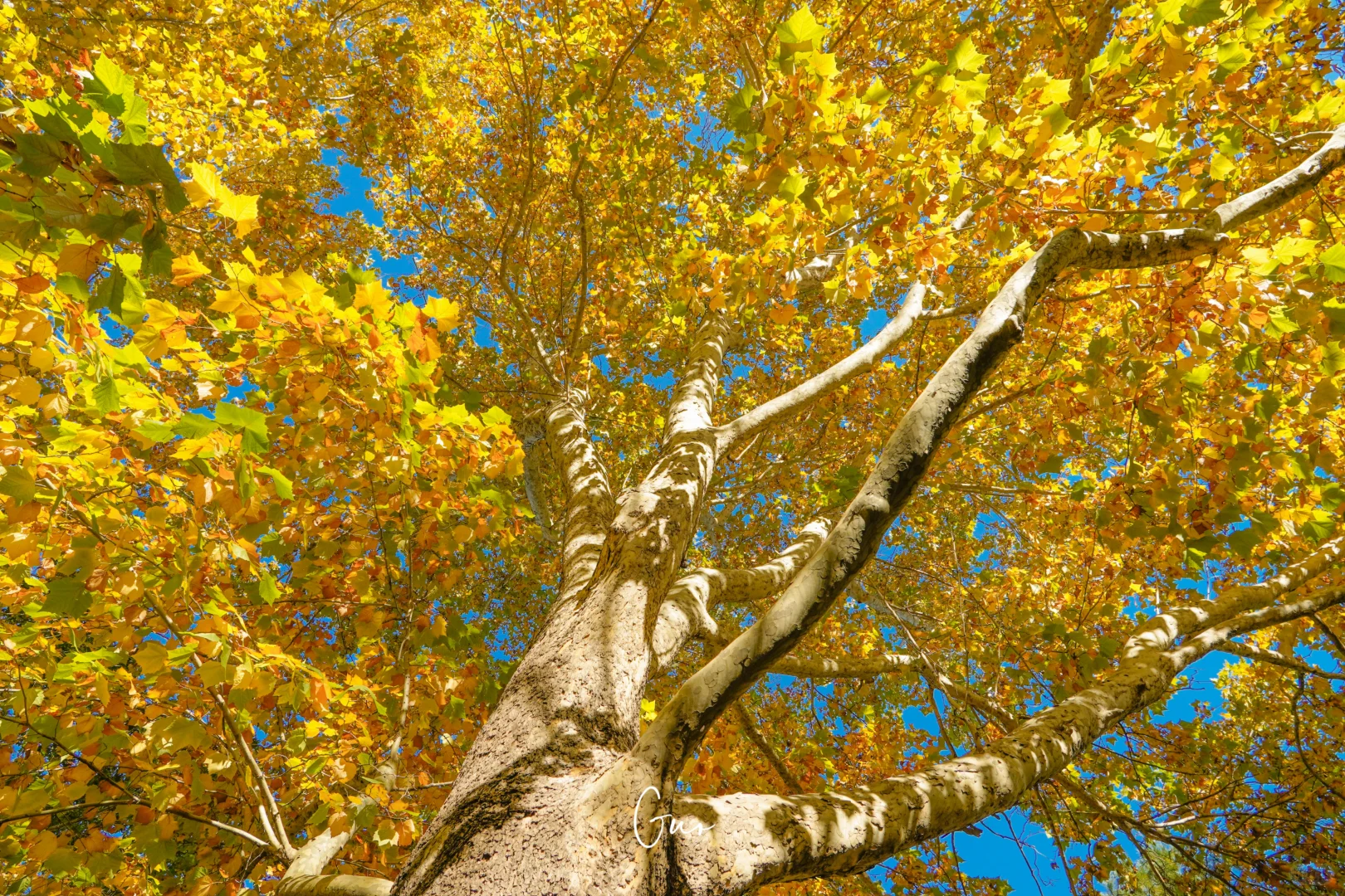 留住秋天的一百种方式