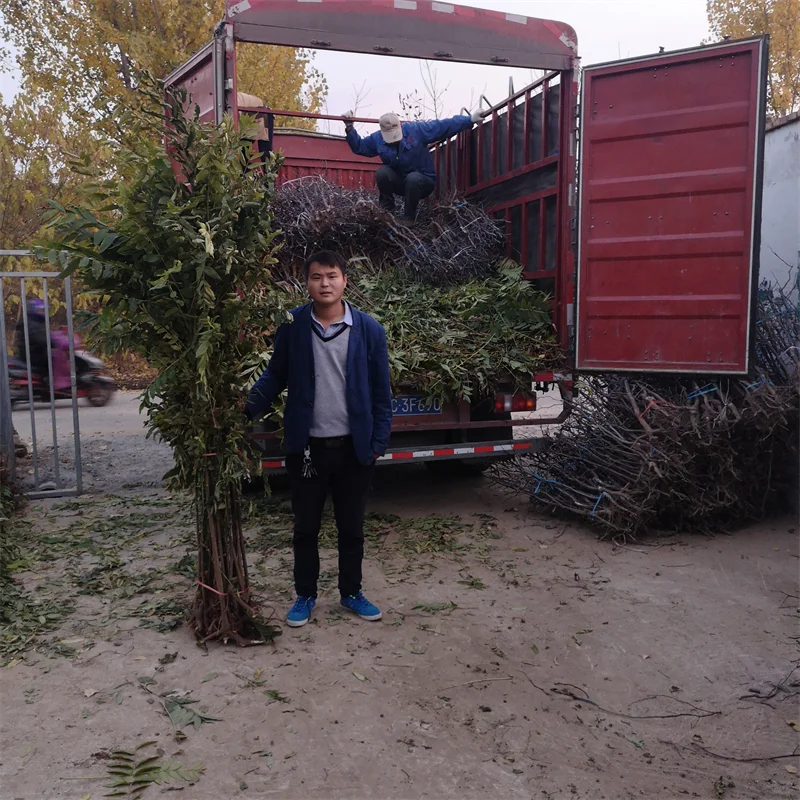 高抗病水蜜桃苹果苗，打造高效种植模式？