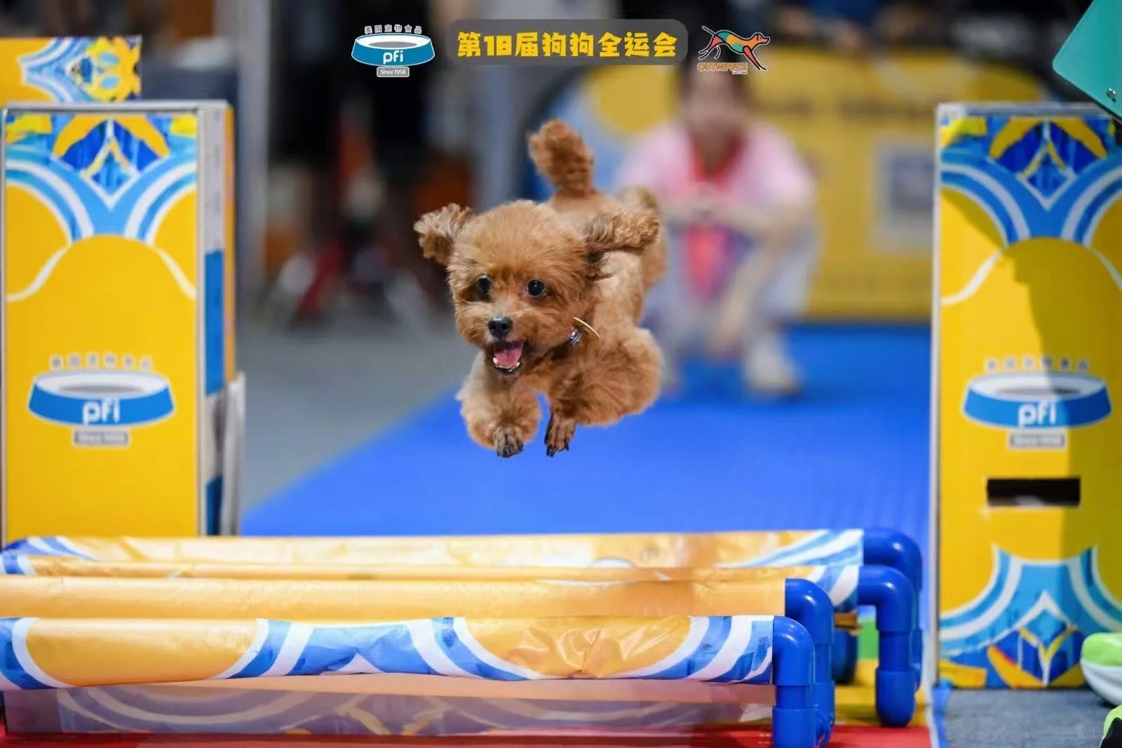 没错，我们把18届狗狗全运会请到东莞啦！