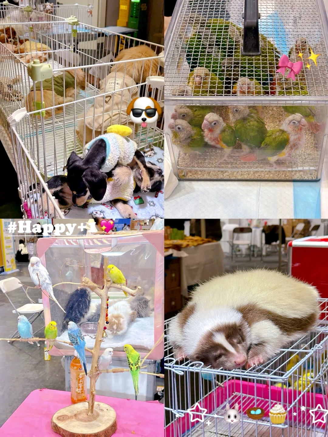 郑州会展中心心粮潮宠嘉年华开逛啦?