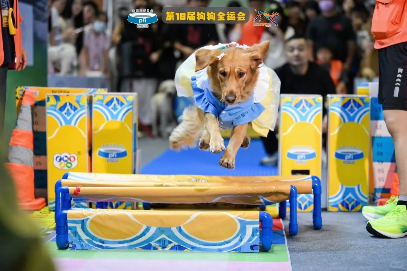 没错，我们把18届狗狗全运会请到东莞啦！
