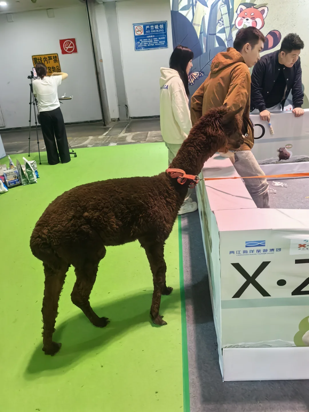 ? 南坪悦宠宠物博览会（万圣场）