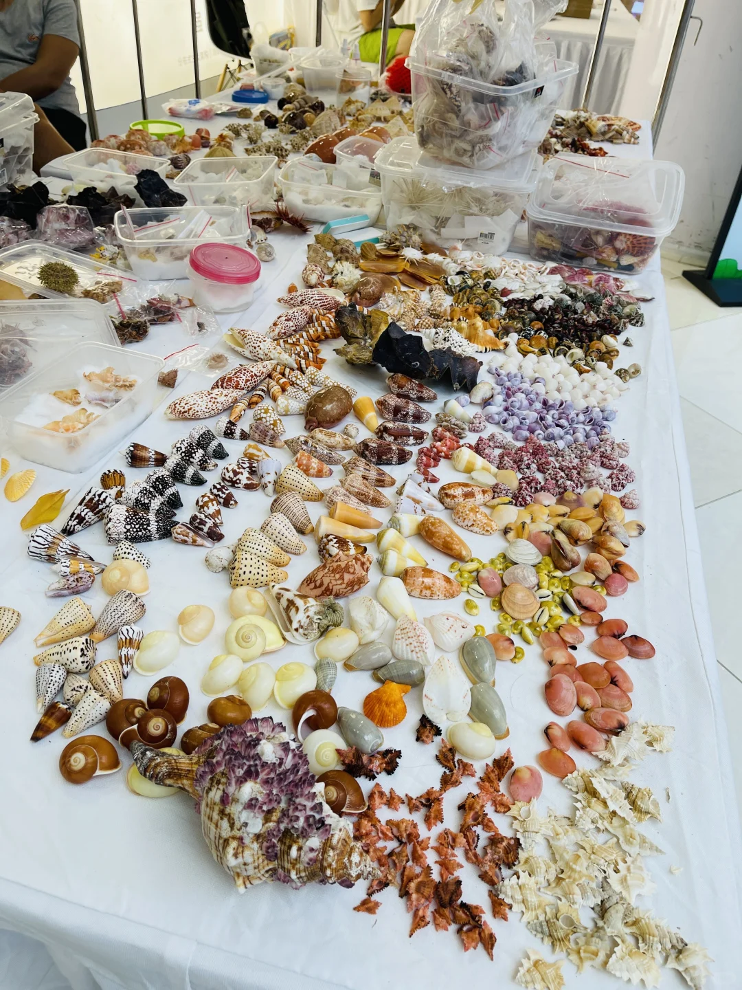 杭州贝壳展，攻略来了